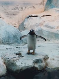 Penguin on rock