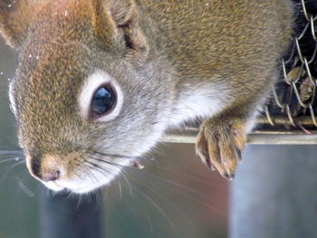 Close-up of monkey