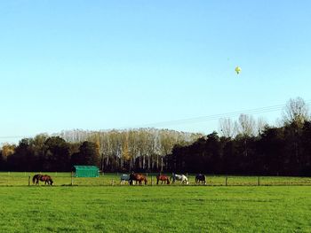 People grazing on field against clear blue sky