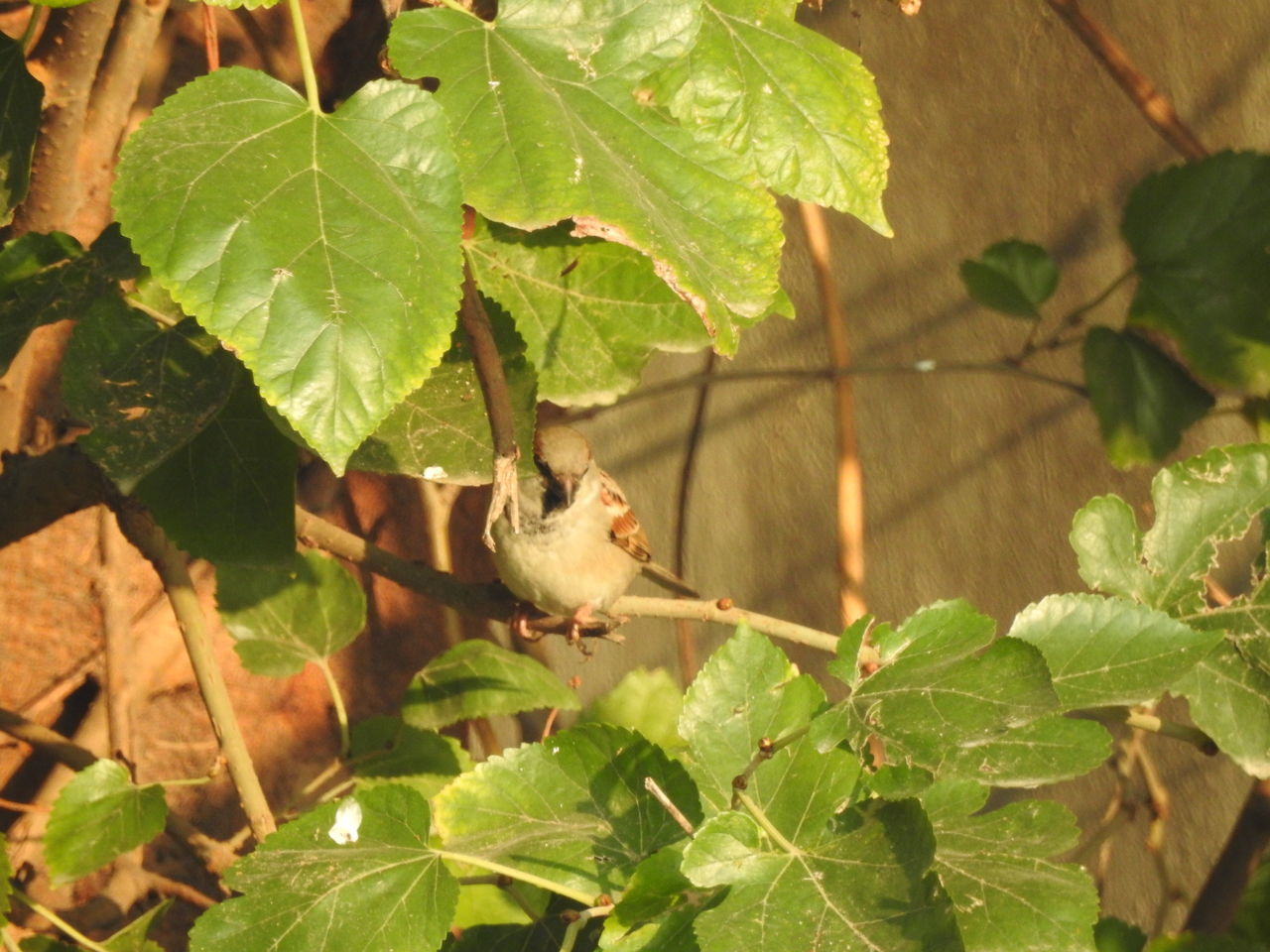 leaf, plant part, animal, animal themes, animal wildlife, plant, wildlife, one animal, branch, nature, tree, green, no people, growth, flower, day, autumn, outdoors, mammal, produce, bird