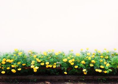 Close-up of yellow flowers blooming in field against clear sky