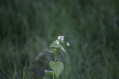 Close-up of flowers against blurred background