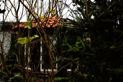 Low angle view of flower tree