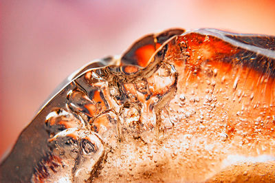 Close-up of crab on ice cream