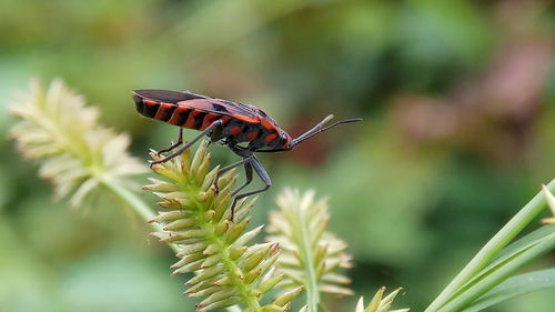 Close-up of butterfly pollinating flower