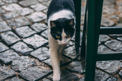 Close-up portrait of cat