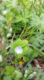 Close-up of flowers growing on plant