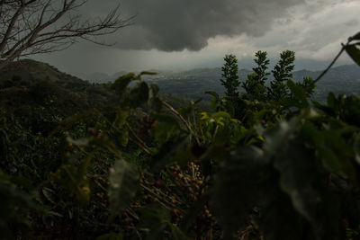 Close-up of plants on landscape against storm clouds