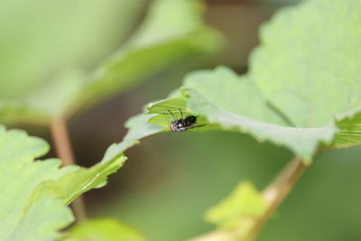 Close-up of insect on leaf