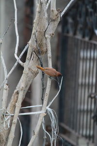 Close-up of barbed wire on tree