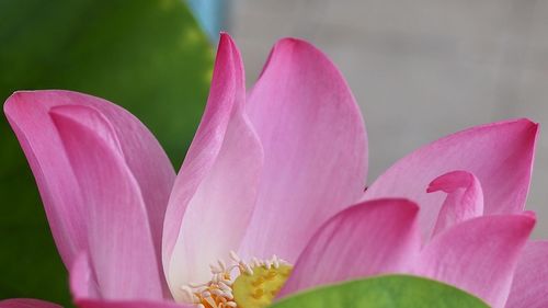 Close-up of pink lotus water lily