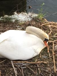 Close-up of white swan