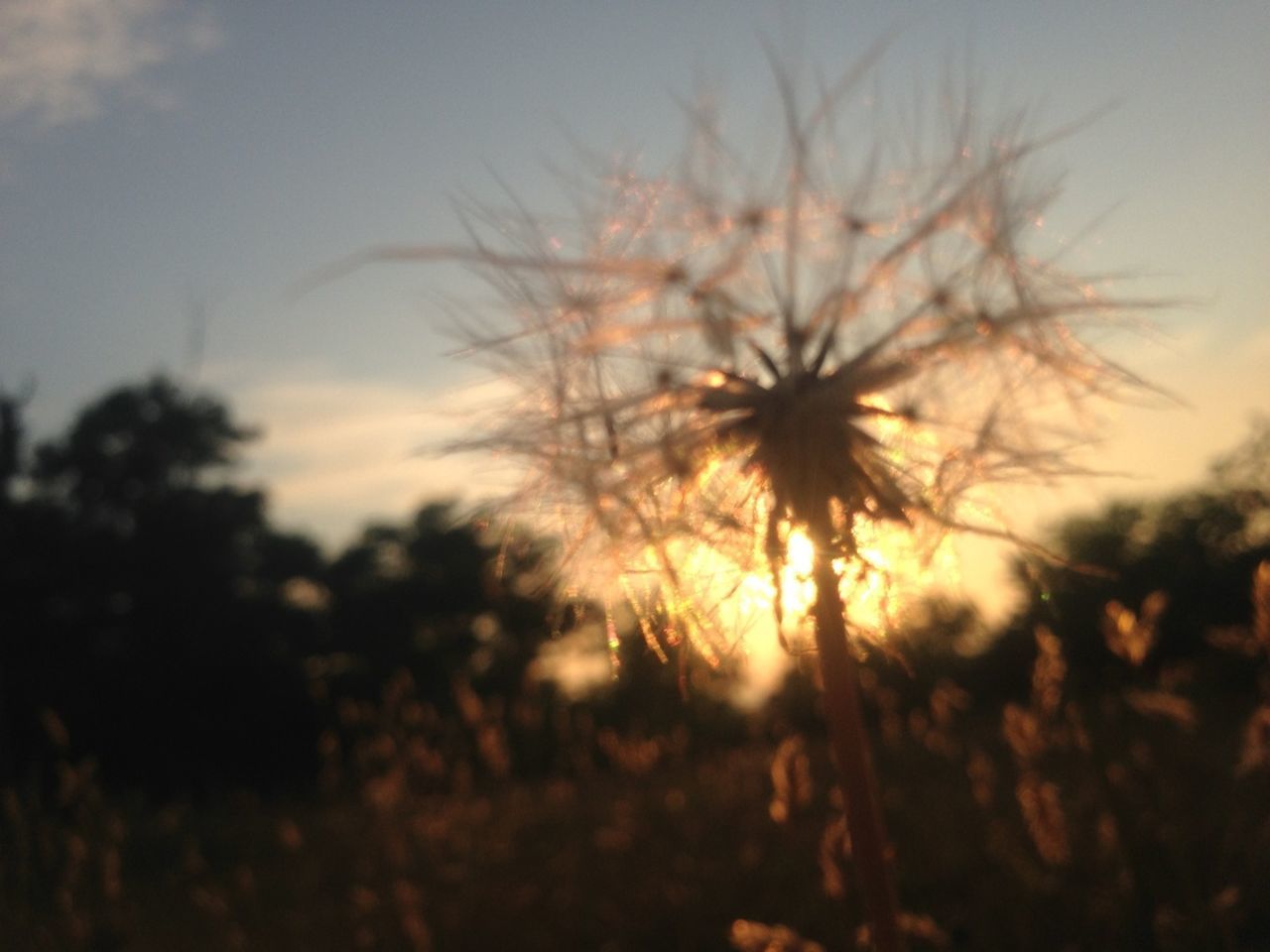 growth, flower, focus on foreground, nature, beauty in nature, sunset, silhouette, plant, dandelion, sky, stem, close-up, field, freshness, fragility, tranquility, selective focus, outdoors, no people, dusk