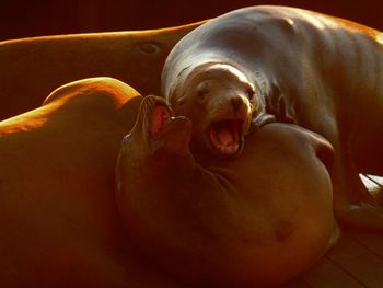 High angle view of seals at dock in san francisco bay