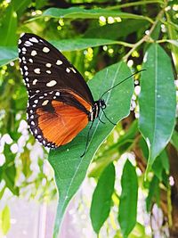 Close-up of butterfly perching on leaf