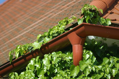 Close-up of potted plants in yard