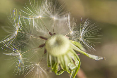 Close-up of dandelion