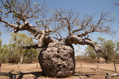 View of tree on desert against sky