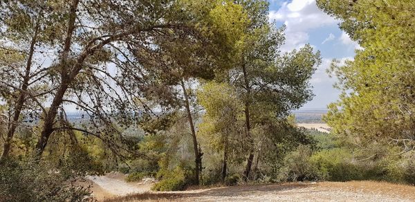 Scenic view of trees by road against sky