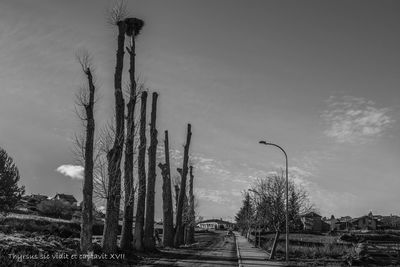 Bare trees against sky