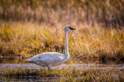 Swan in lake 