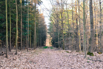 Trees in forest against sky