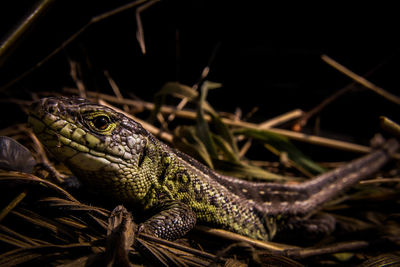 Close-up of lizard