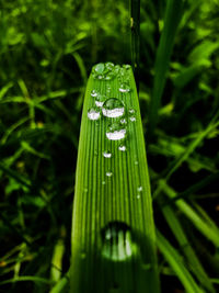 Close-up of dew on grass