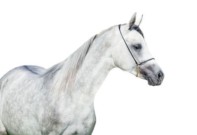 Close-up of horse against white background