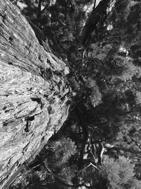 Low angle view of trees growing on rock