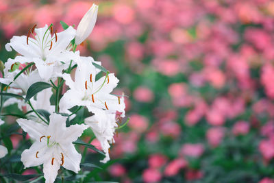 Close-up of white pink flowers