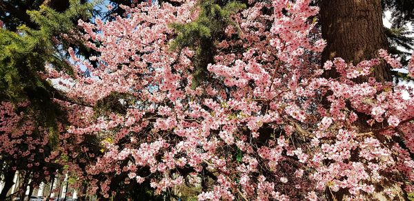 Low angle view of pink flowering tree