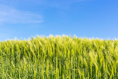 Crops growing on field against sky