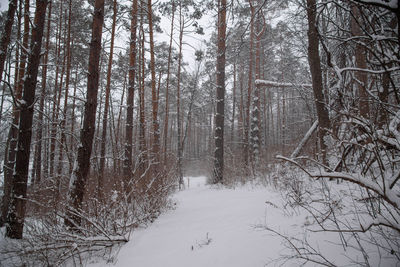 Bare trees on snow covered land