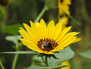 Bee pollinating flower