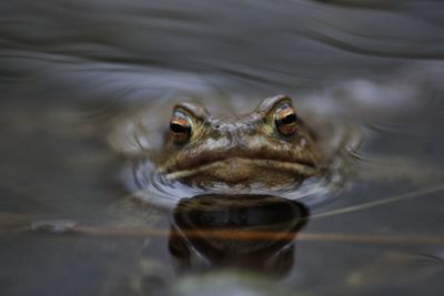 Close-up portrait of frog in lake