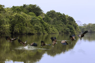 Ducks swimming in lake