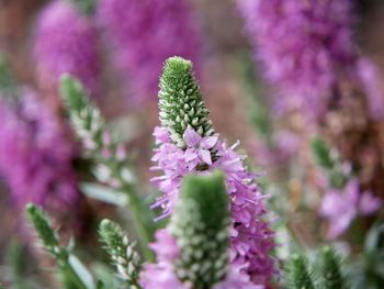 Close up of a flowering purple spiked speedwell plant