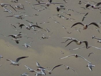 Full frame shot of birds flying