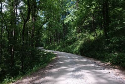 Road amidst trees in forest