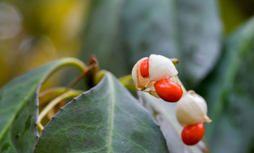 Close-up of fruits on plant