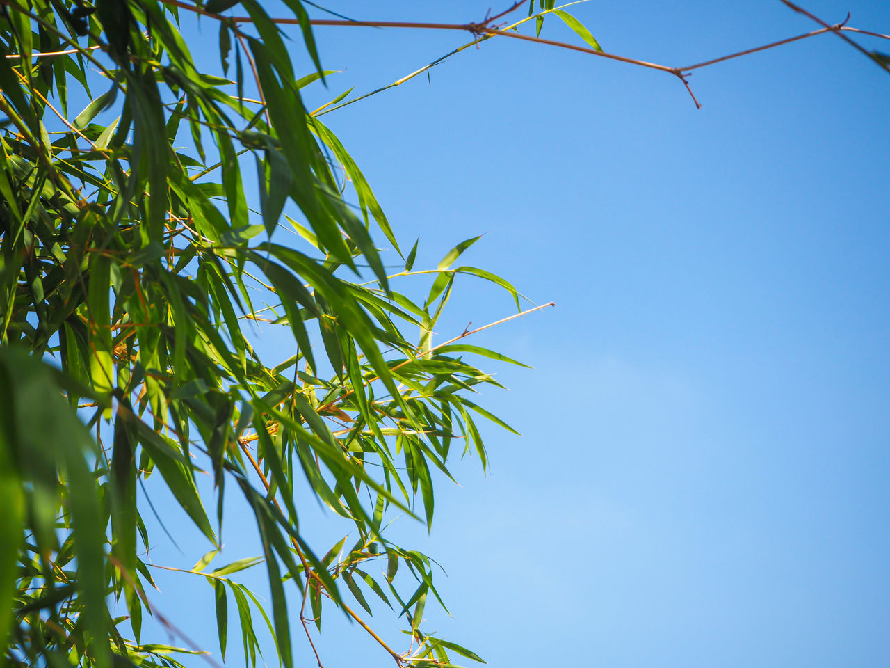 LOW ANGLE VIEW OF TREE AGAINST SKY