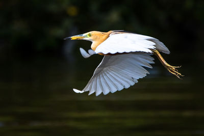 Close-up of a bird flying