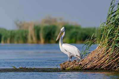 Bird perching on a lake