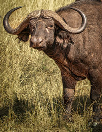 Buffalo standing on field