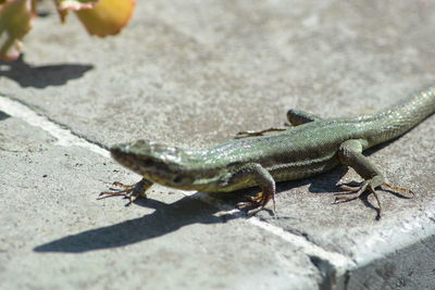 Close-up of lizard