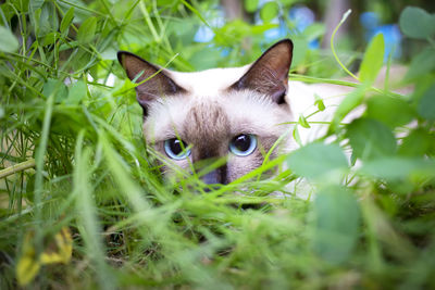 Portrait of cat on field