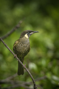Close-up of bird perching on a tree