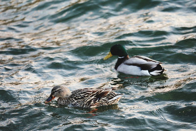 Duck swimming in a lake