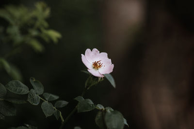 Close-up of cherry blossom